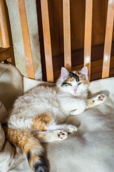 Close up white red cat lying on a wooden chair and looking at the camera