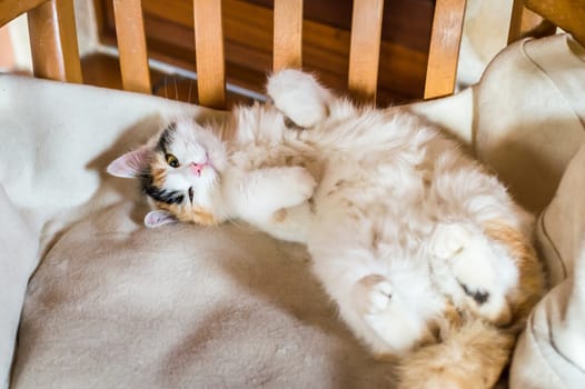 Close up white red cat lying on a wooden chair and looking at the camera