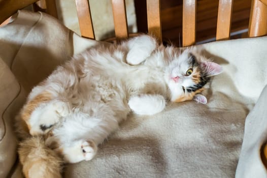 Close up white red cat lying on a wooden chair and looking at the camera