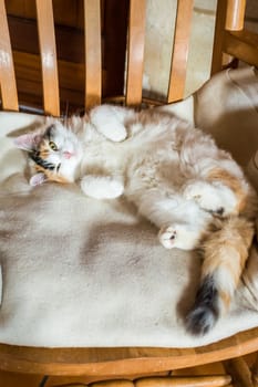Close up white red cat lying on a wooden chair and looking at the camera