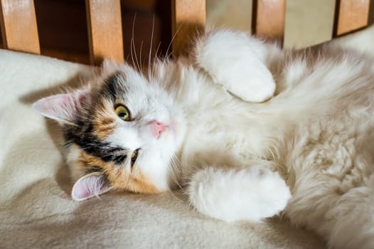 Close up white red cat lying on a wooden chair and looking at the camera