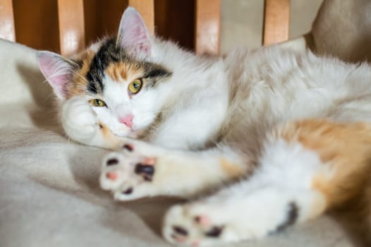 Close up white red cat lying on a wooden chair and looking at the camera
