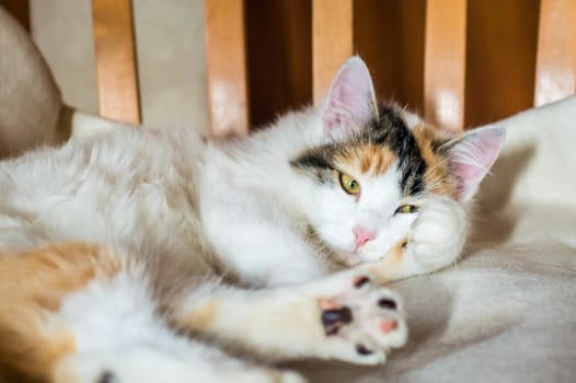 Close up white red cat lying on a wooden chair and looking at the camera