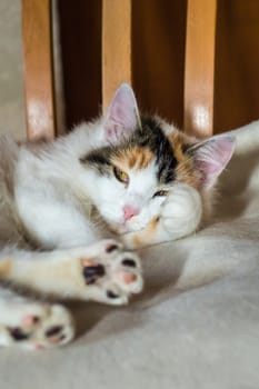 Close up white red cat lying on a wooden chair and looking at the camera
