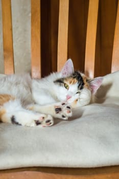 Close up white red cat lying on a wooden chair and looking at the camera