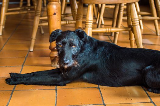 Closeup wet black dog lying in the kitchen and looking at camera in France