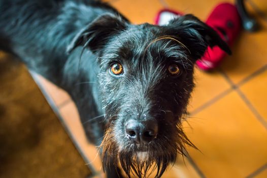 Closeup wet black dog in the kitchen looking at camera in France