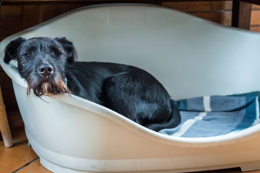 Closeup wet black dog lying in the kitchen and looking at camera in France