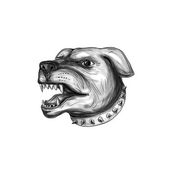 Tattoo style illustration of a Rottweiler Metzgerhund mastiff-dog guard dog head showing teeth growling set on isolated white background. 