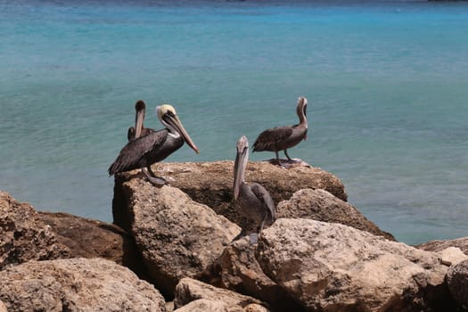 Pelican Pelecanidae bird caribbean sea coast