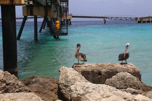 Pelican Pelecanidae bird caribbean sea coast