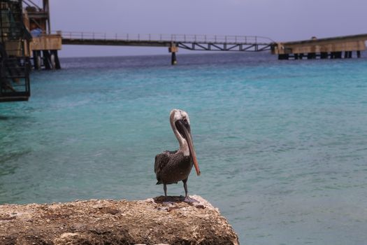 Pelican Pelecanidae bird caribbean sea coast