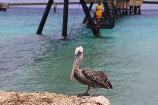 Pelican Pelecanidae bird caribbean sea coast