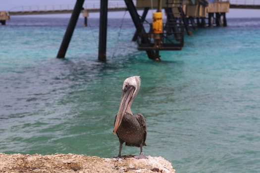 Pelican Pelecanidae bird caribbean sea coast