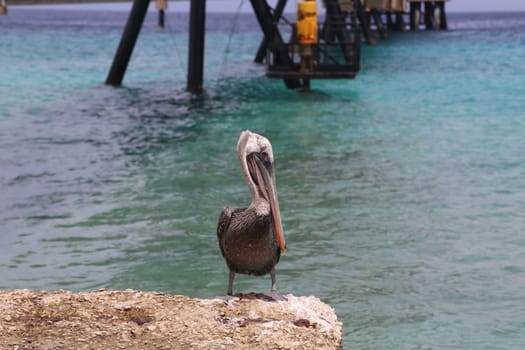 Pelican Pelecanidae bird caribbean sea coast