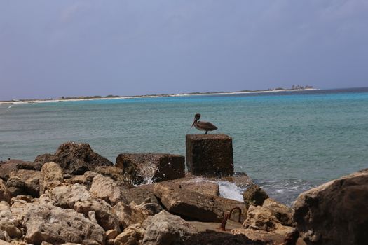 Pelican Pelecanidae bird caribbean sea coast