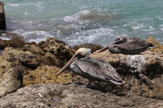 Pelican Pelecanidae bird caribbean sea coast