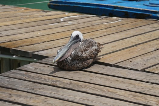 Pelican Pelecanidae bird caribbean sea coast