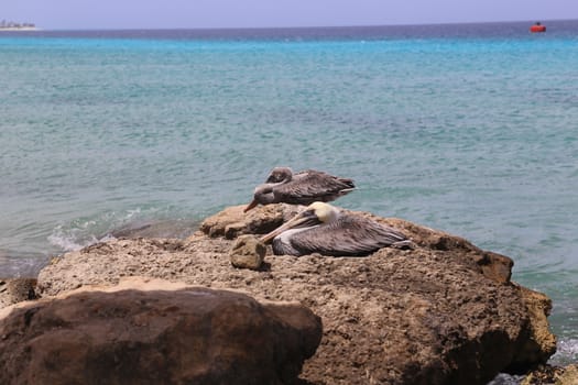 Pelican Pelecanidae bird caribbean sea coast