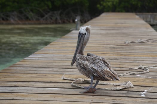 Pelican Pelecanidae bird caribbean sea coast