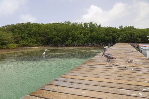 Pelican Pelecanidae bird caribbean sea coast