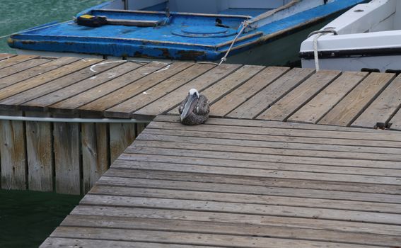 Pelican Pelecanidae bird caribbean sea coast