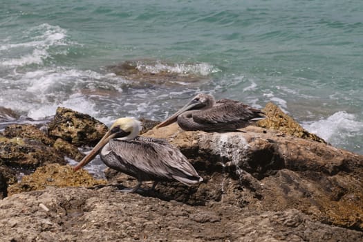 Pelican Pelecanidae bird caribbean sea coast