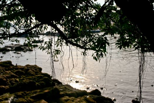A Silhouette of tree with sea and stone
