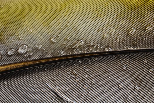 colorful closeup of the feather with water droplets