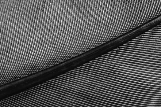 macro of a pigeon feather, lines on the feather