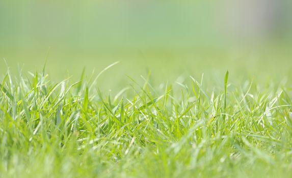 Defocused grass on field in spring time