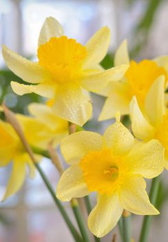 Fresh spring narcissus flowers in vase