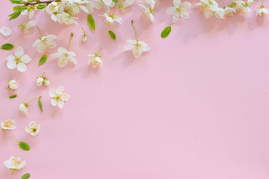 Cherry blossom on pink paper  background