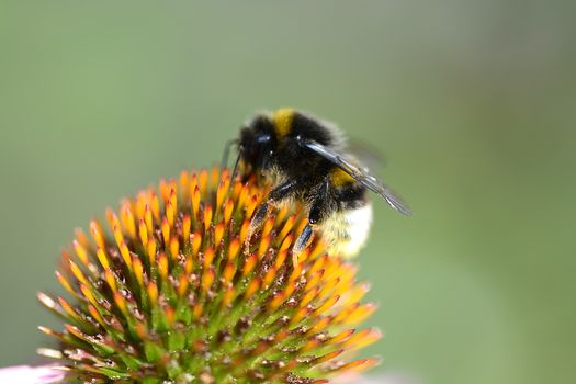 bumble bee flying to flower