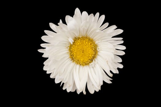 Field Of Daisies white flower isolated on black. objects with clipping paths.