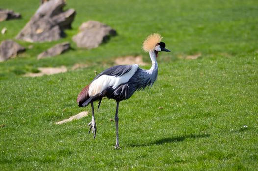 Crowned crane that walks in a green meadow in an animal park