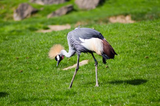 Crowned crane that walks in a green meadow in an animal park