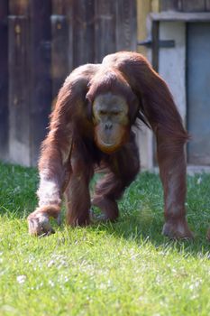 Orang-Outang walking in a green meadow in an animal park