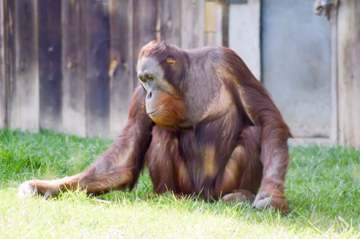 Monkey Orang-Outang walking in a green meadow in an animal park