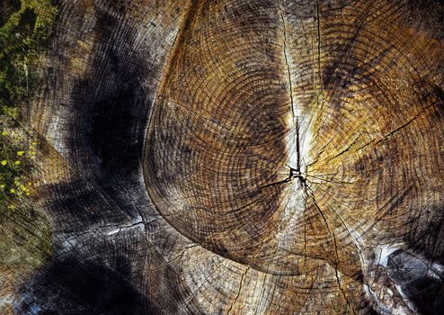 abstract background or texture on old tree stump