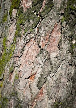 abstract background or texture detail of the bark of an old tree