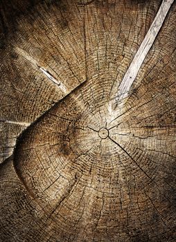 abstract background or texture saw old tree stump