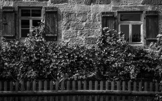 Black and white image with the facade from a traditional german house half covered with vines