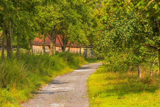 Autumnal image with a rustic road, through an apple orchard,  leading towards an old german house.