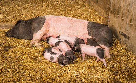 Female pig from the Swabian-Hall swine, a german breed, lying on straws in its farm lair with six baby pigs around it.