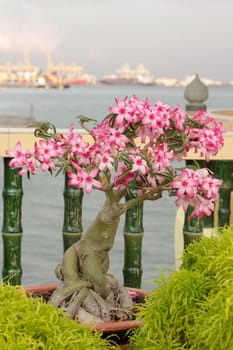 a pink bougainvillea bonsai in garden, Penang Island, Malaysia