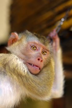 a young brown macaca monkey in Chains. Thailand