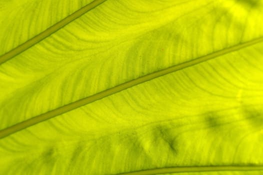 a backlit fresh green palm leaf, ckose up