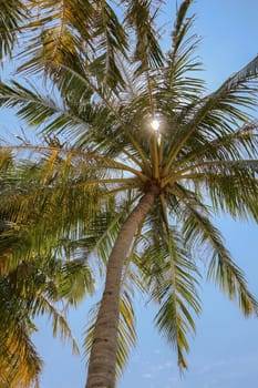 a palm tree and shining sun over bright sky background