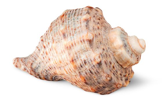 Seashell rapana side view isolated on white background